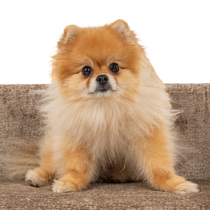 Haustierbett Bingo Taupe Chenille (Bergen 104 Taupe Chenille)