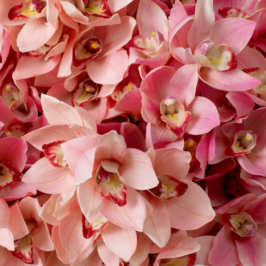 Eichholtz Orchideeën Cymbidium Pink 36
