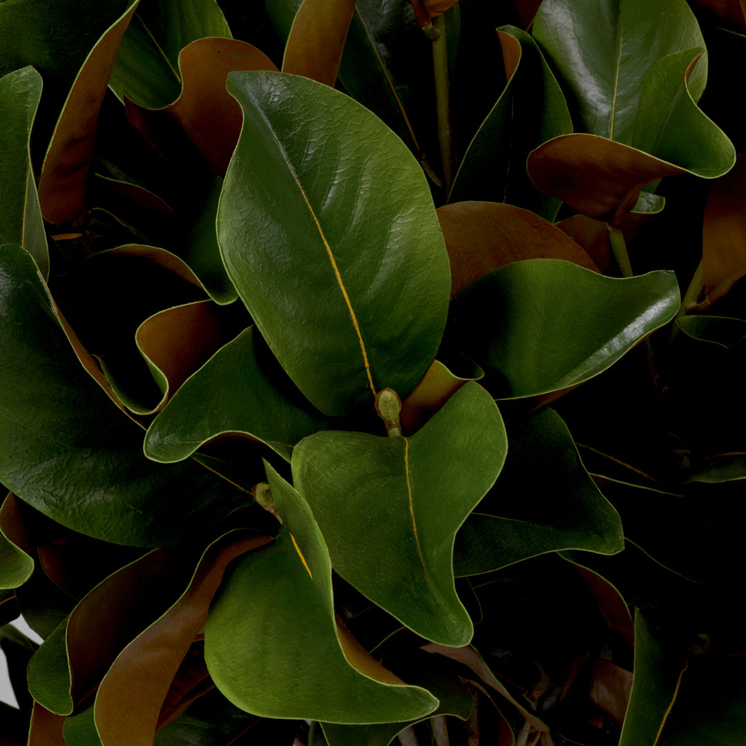 Eichholtz Magnolia Bladeren Set van 24