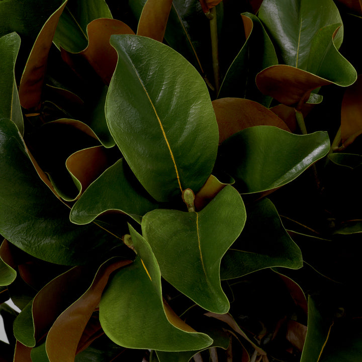 Eichholtz Magnolia Bladeren Set van 24
