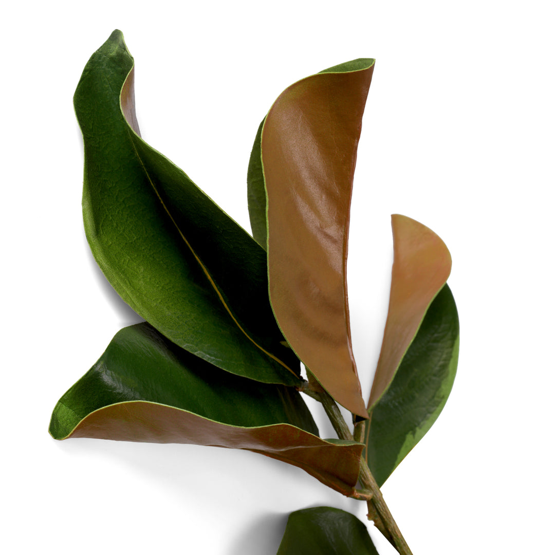 Eichholtz Magnolia Bladeren Set van 24