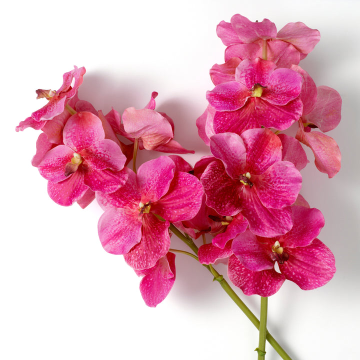 Eichholtz Bouquet Vanda Orchids Pink 24 PCS
