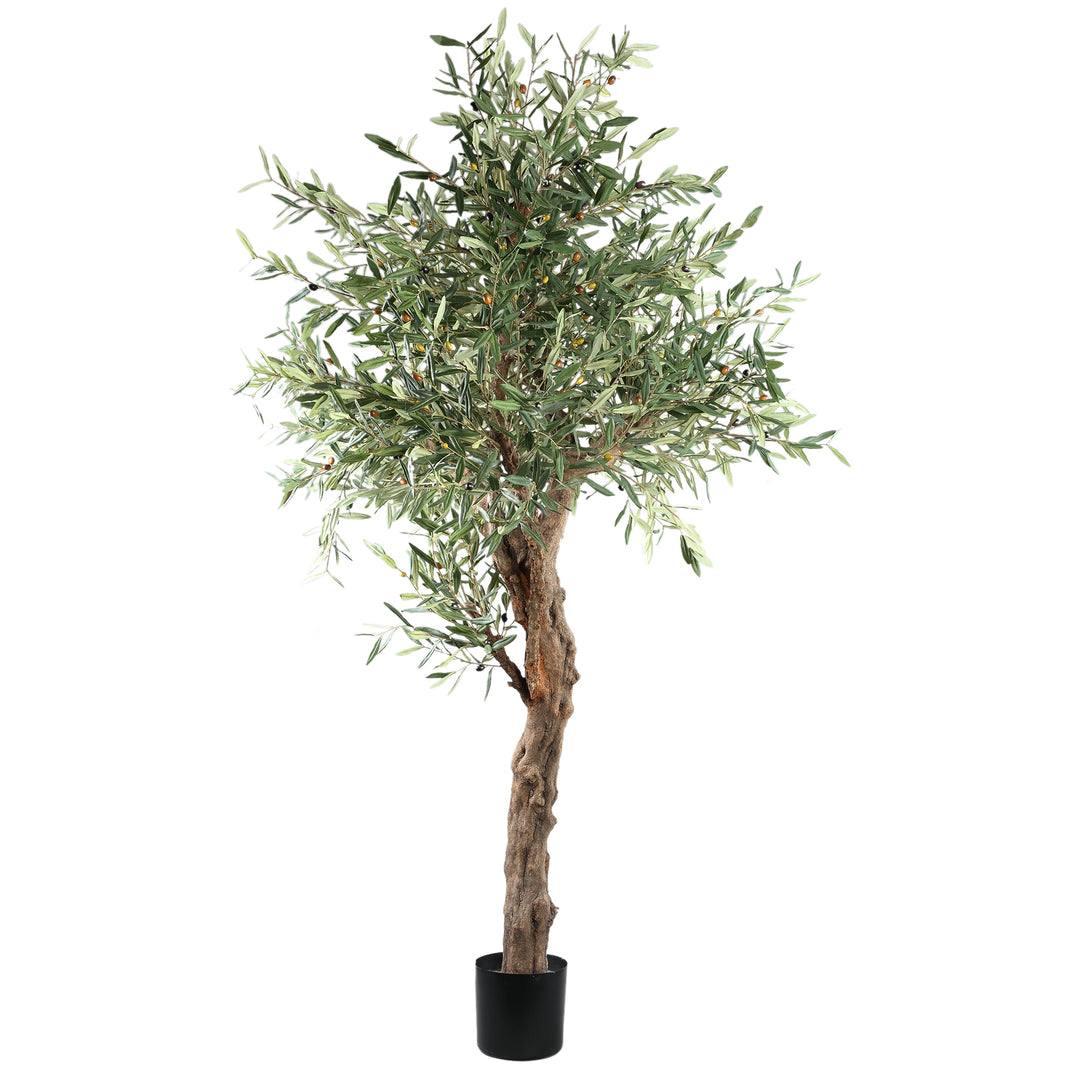 Green Olive Tree in Pot 210 cm