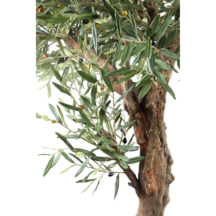 Green Olive Tree in Pot 210 cm