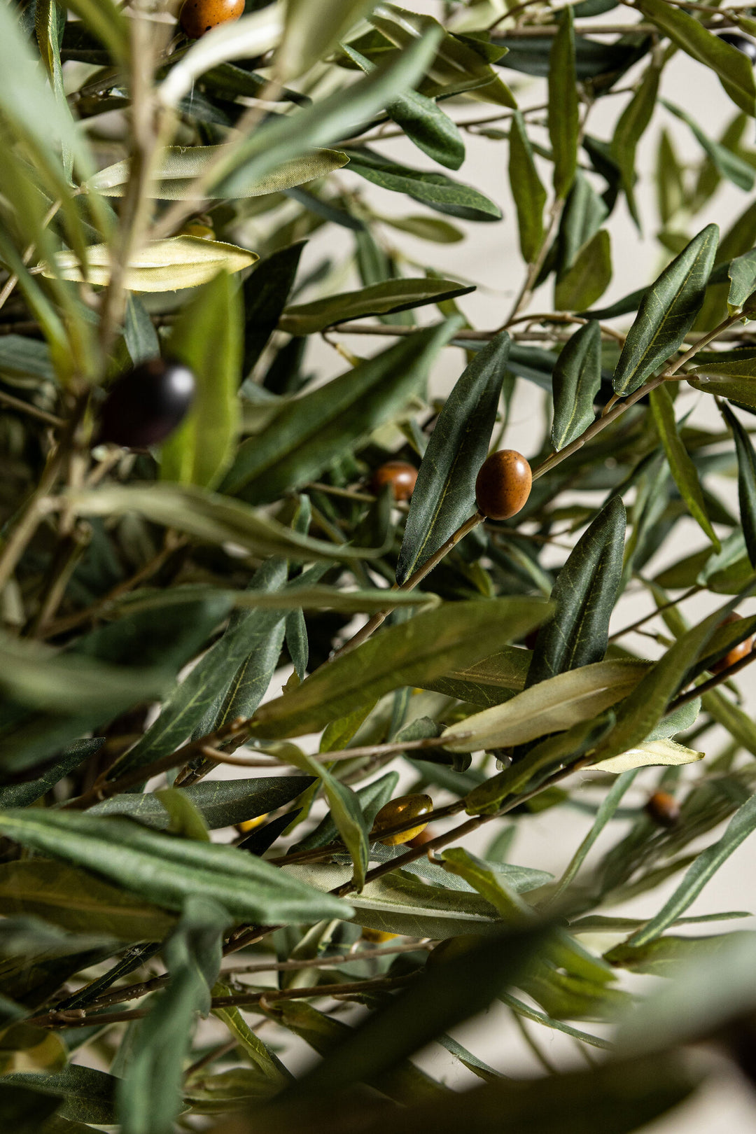 Green Olive Tree in Pot 210 cm