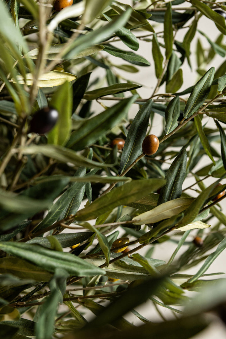 Green Olive Tree in Pot 210 cm